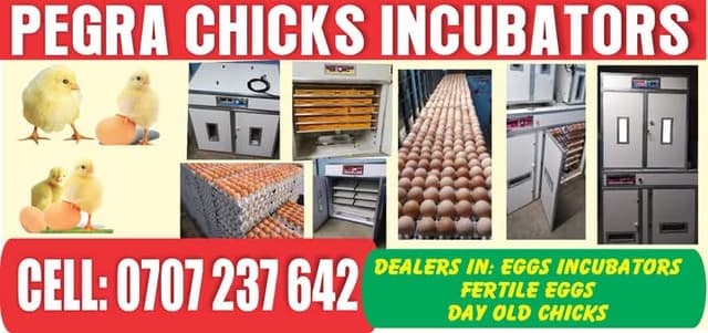 EGGS INCUBATORS 